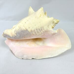 Vintage Natural Pink Conch Shell Large 10.5" Nautical Beach Sea Ocean